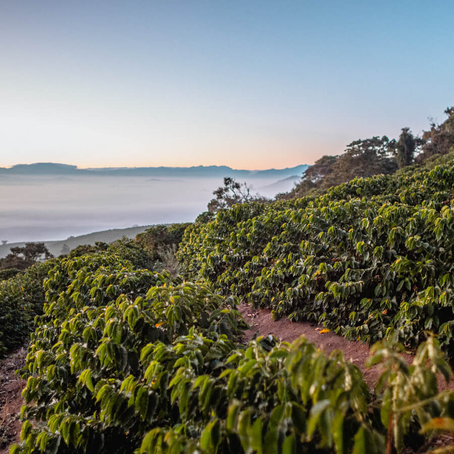 brazil_toucan Trip to Brazil #Toucan - Roasters Kolektiva