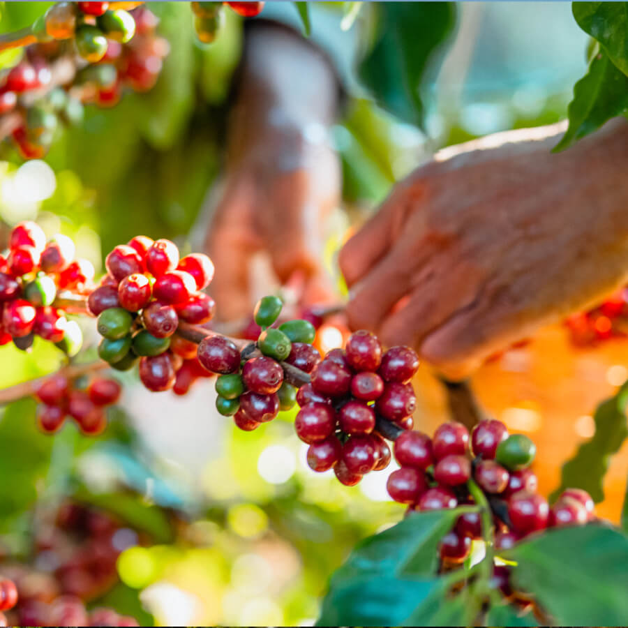 brazil_toucan_1 Trip to Brazil #Toucan - Roasters Kolektiva