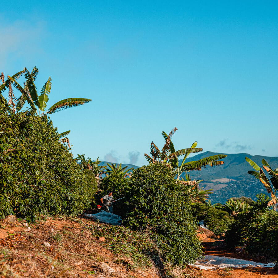 brazil_toucan_2 Trip to Brazil #Toucan - Roasters Kolektiva