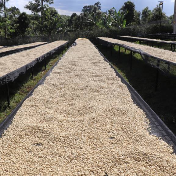 Trip To Kenya #Impala - Roasters Kolektiva