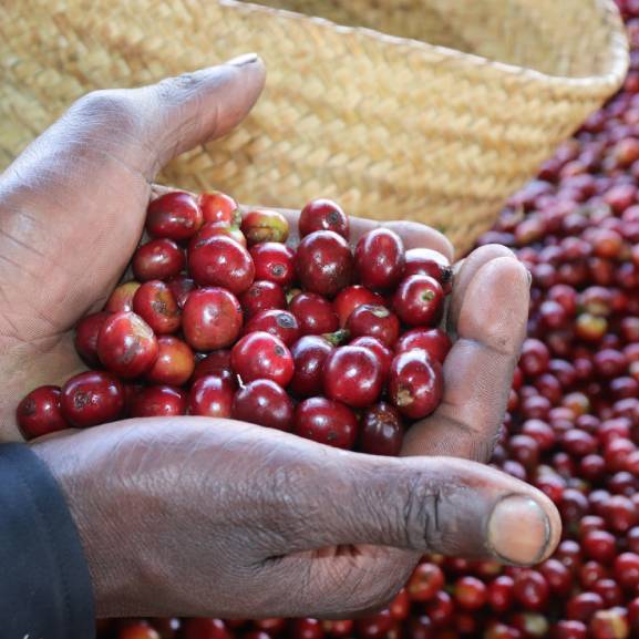 Trip To Kenya #Impala - Roasters Kolektiva