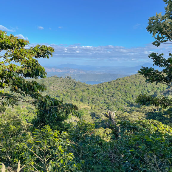 Single origin coffee from El Salvador- Liano Grande Farm