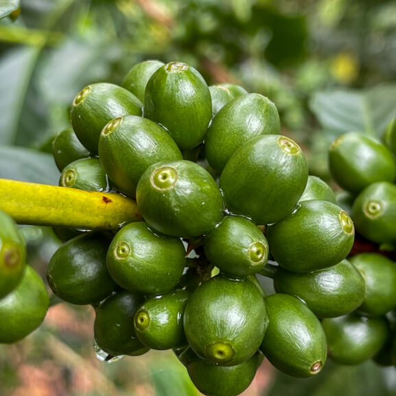 Specialty coffee from El Salvador- Liano Grande Farm