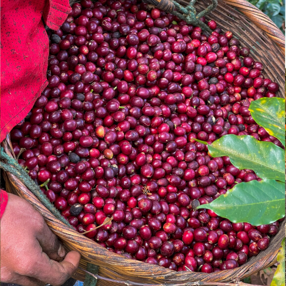 Specialty coffee from El Salvador- Liano Grande Farm