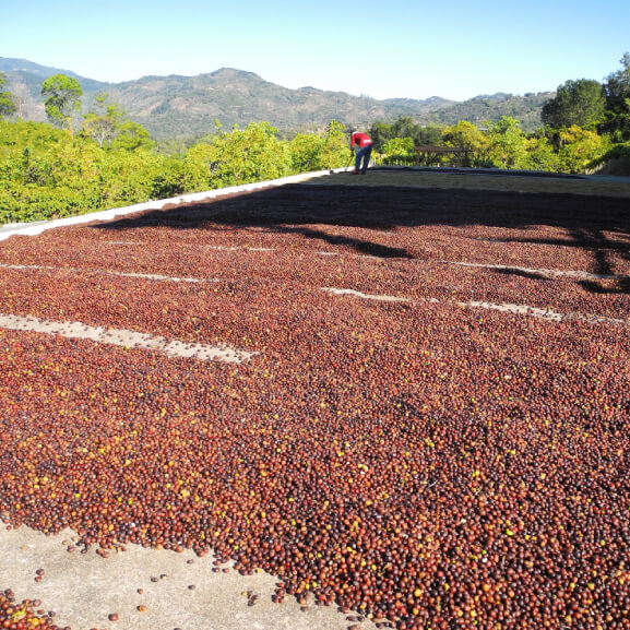 Trip to Costa Rica #Kenya - Roasters Kolektiva