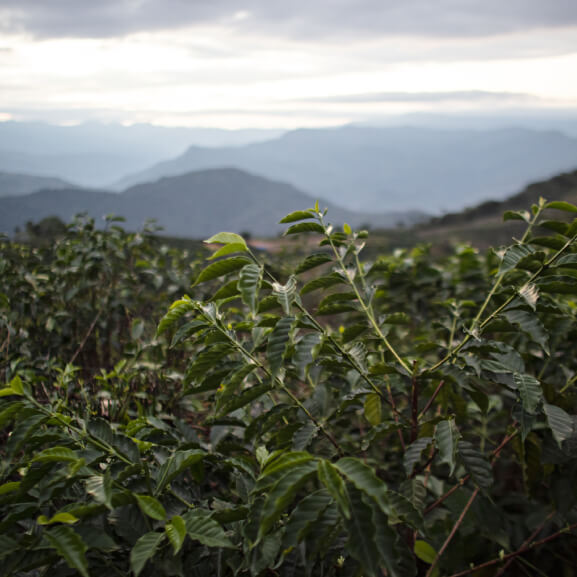 Trip to Bolivia #Caiman - Roasters Kolektiva